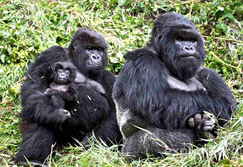 Руанда горные гориллы