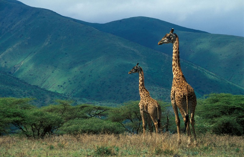 Танзания жирафы