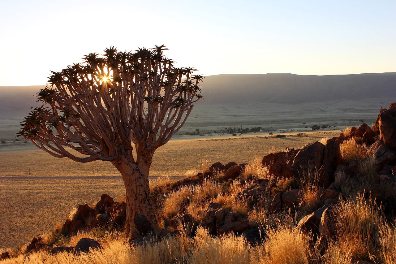 Намибия колчанное дерево